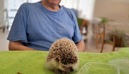 Zooterapie s ježkem, králíkem a morčetem