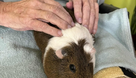 Terapie s morčátky – radost na čtyřech tlapkách